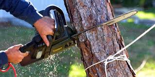 Best Tree and Shrub Care  in Prairie Du Chien, WI