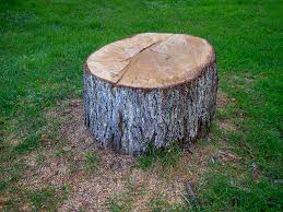 Best Tree Cabling and Bracing  in Prairie Du Chien, WI