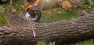 Best Tree Risk Assessment  in Prairie Du Chien, WI