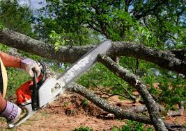 Best Tree Preservation Services  in Prairie Du Chien, WI