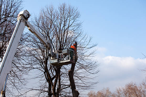 Best Palm Tree Trimming  in Prairie Du Chien, WI