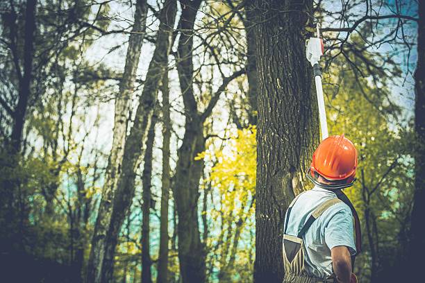 Best Tree Trimming and Pruning  in Prairie Du Chien, WI