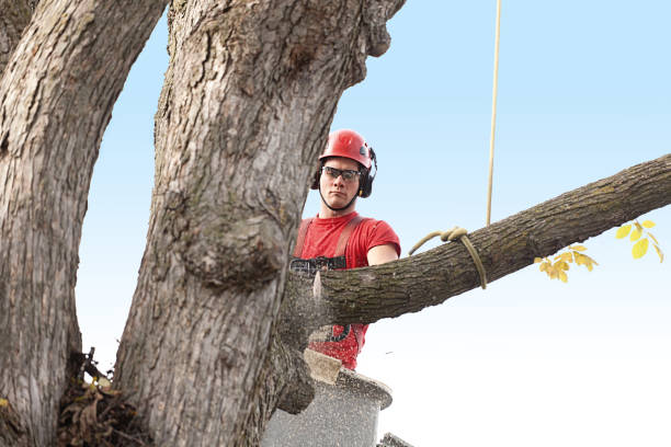 Best Tree Mulching  in Prairie Du Chien, WI